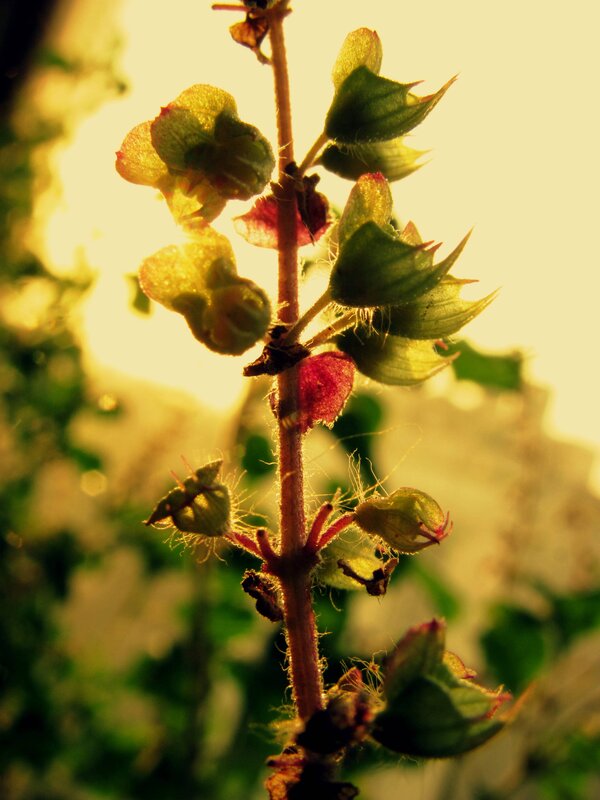 Green Plant Buds — Serene, Sunset