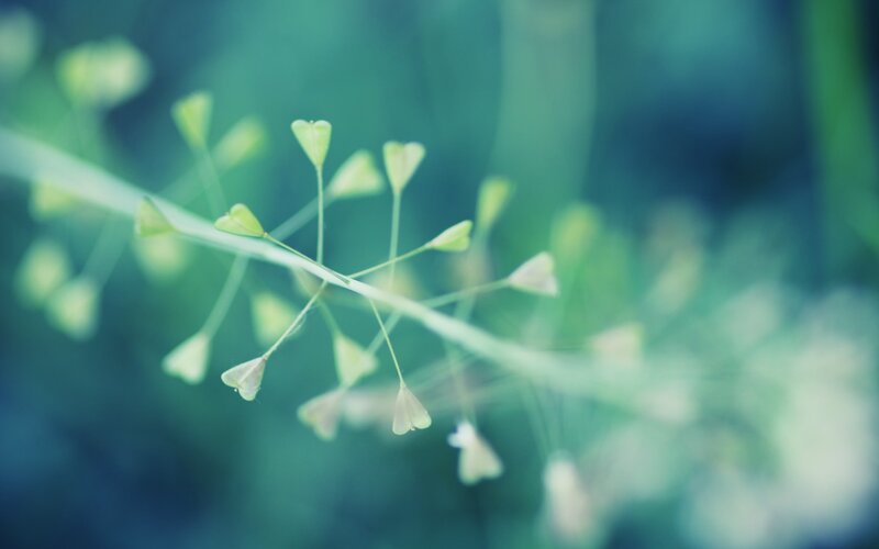 Green Plant Buds — Serene