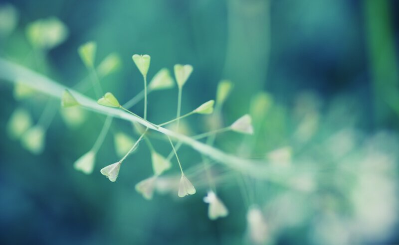 Green Plant Buds