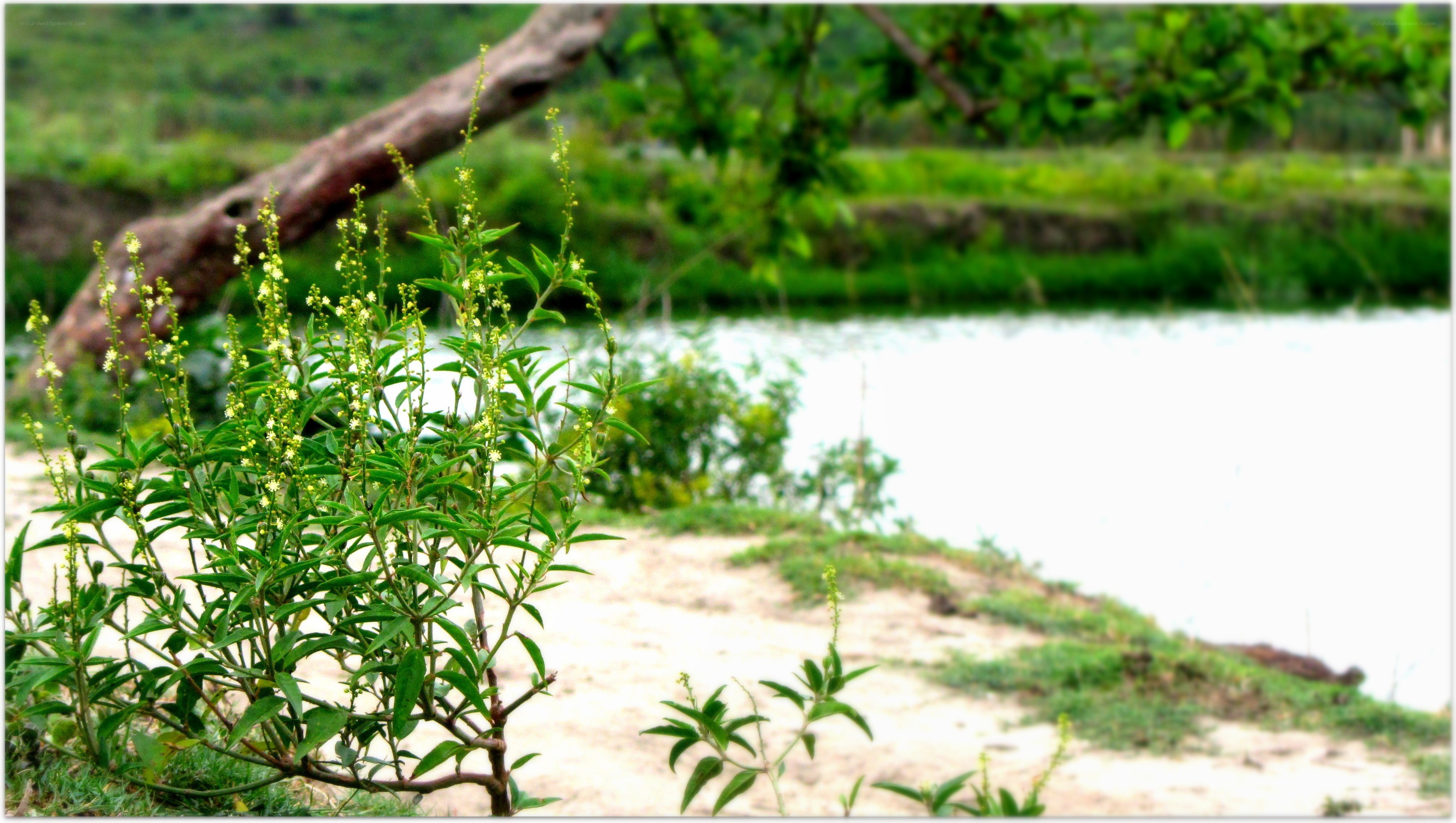 green plant by a pond