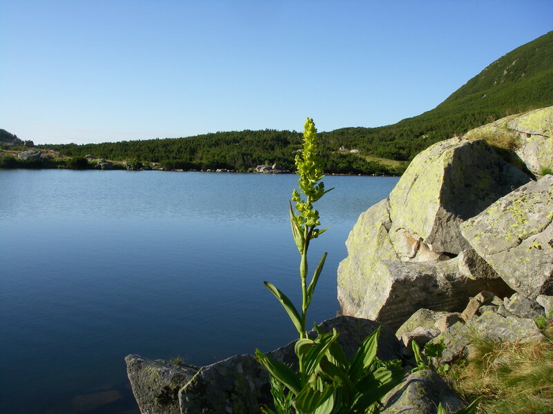 Green Plant by Lake
