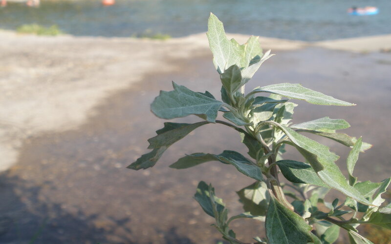 Green Plant by Water