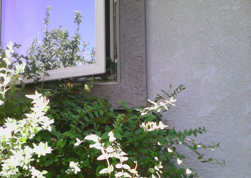 Green Plant by Window