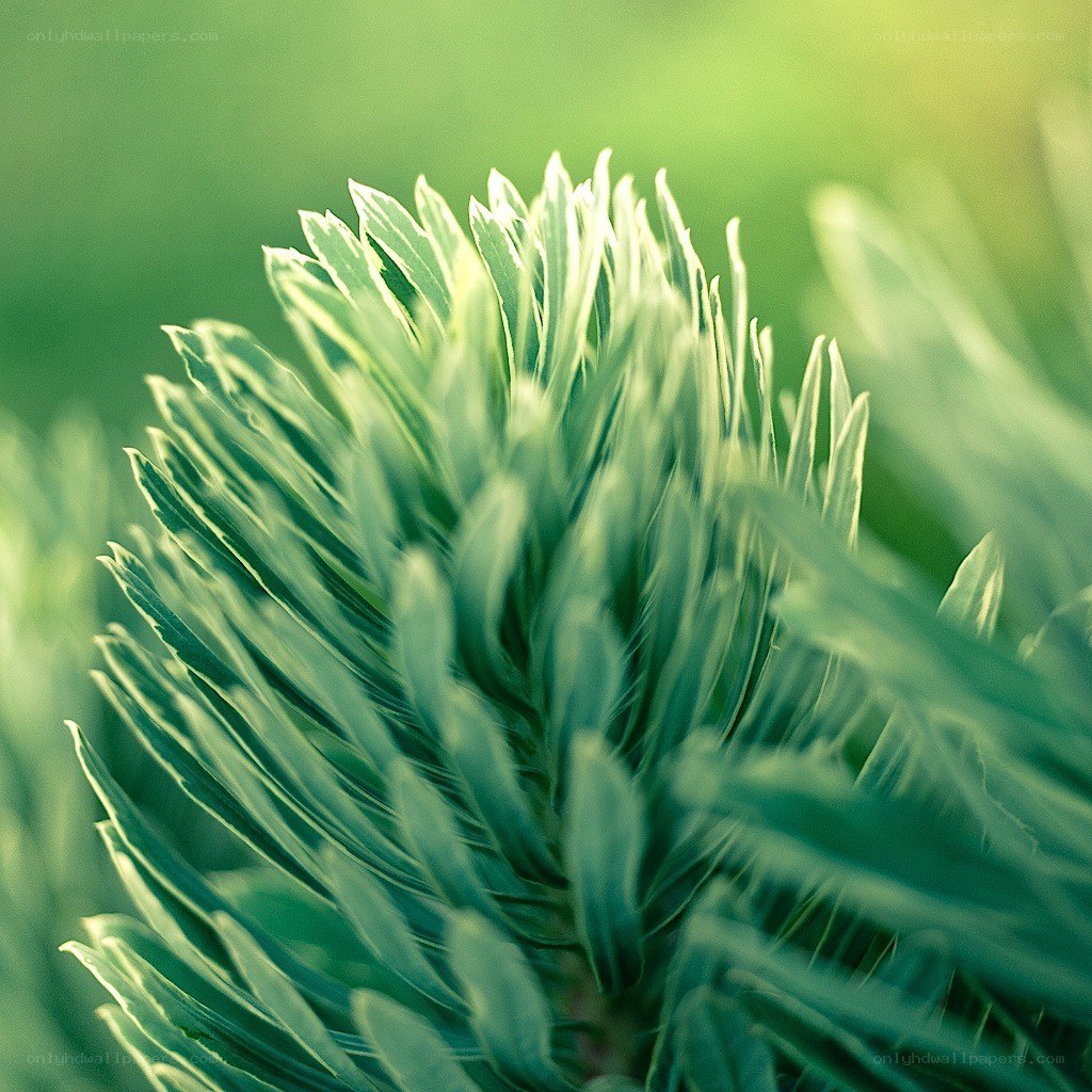 green plant close-up