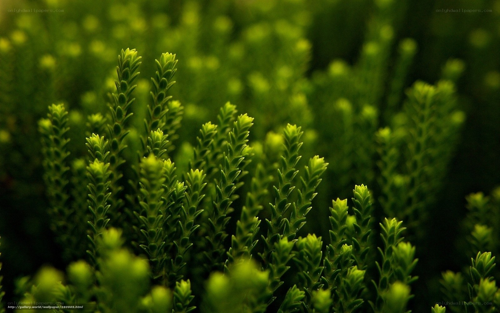 Green plant close-up