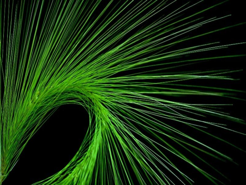 Green Plant Fibers