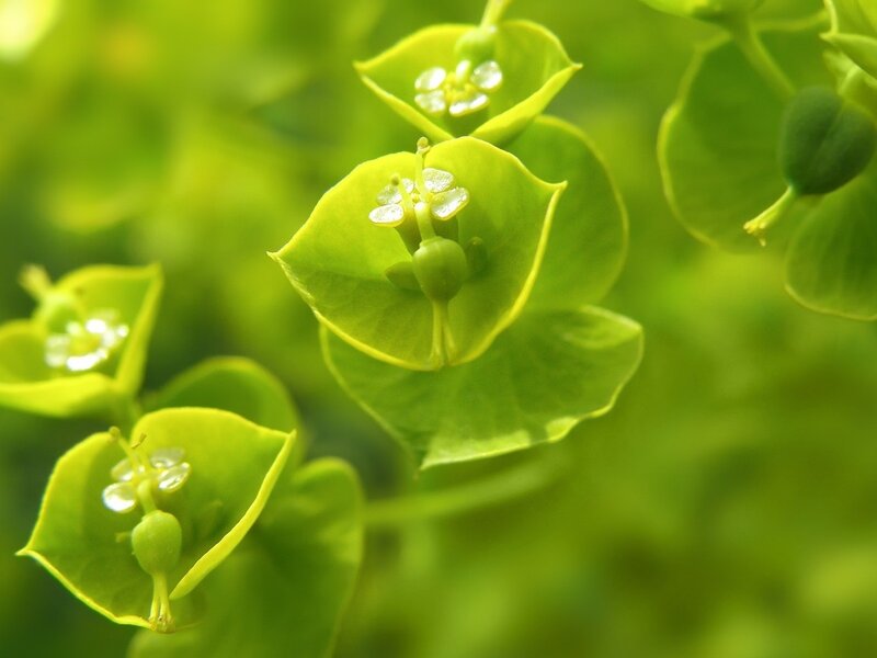 Green Plant Flowers — Serene