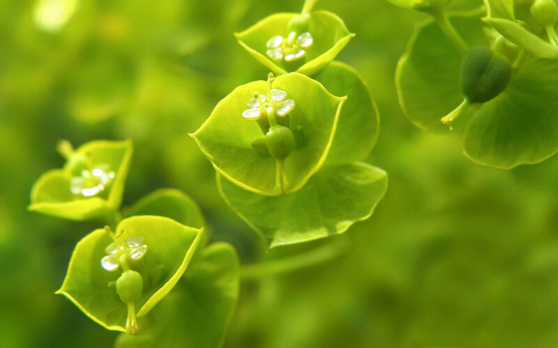 Green Plant Flowers