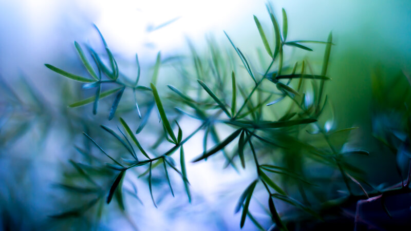 Green Plant Fronds