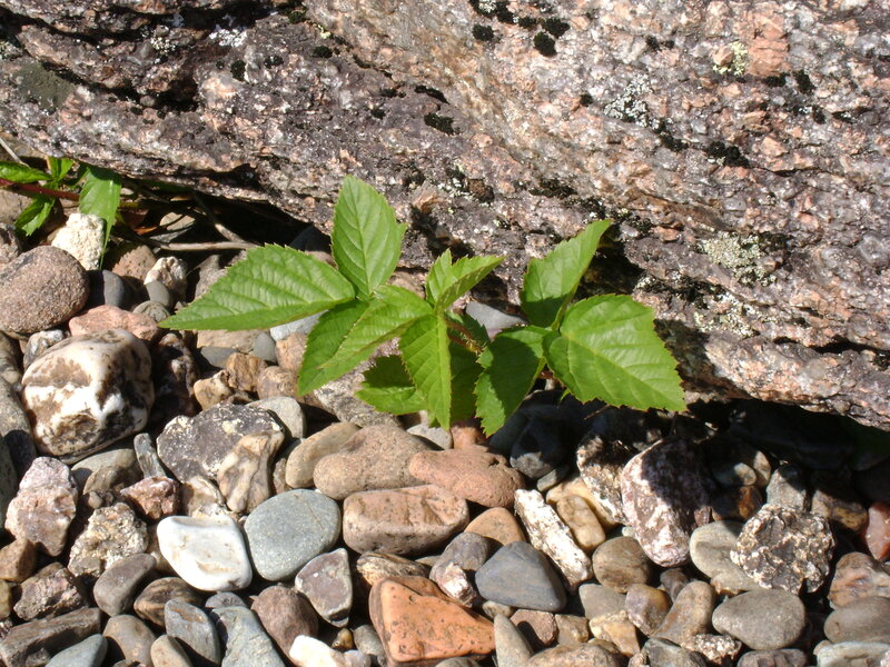 green plant growing among rocks