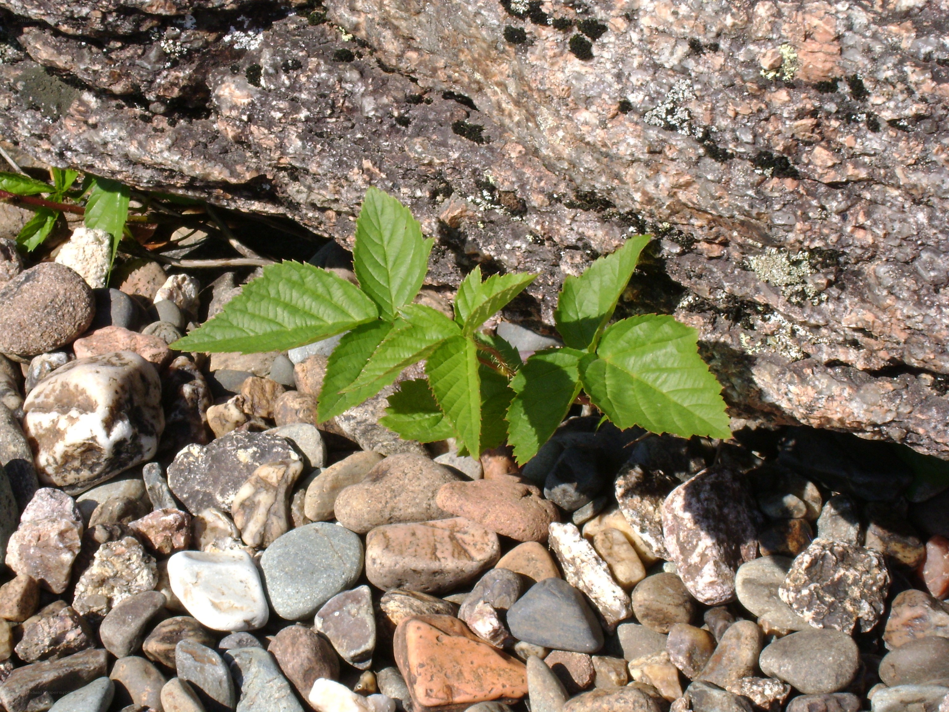 green plant growing among rocks