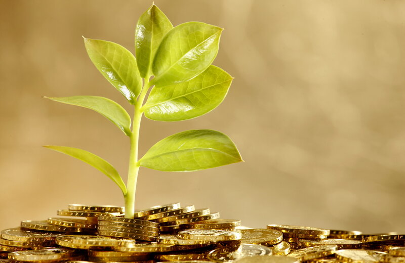 Green Plant Growing from Coins