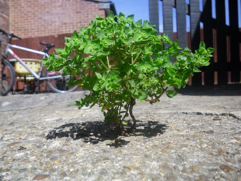 Green Plant Growing from Pavement