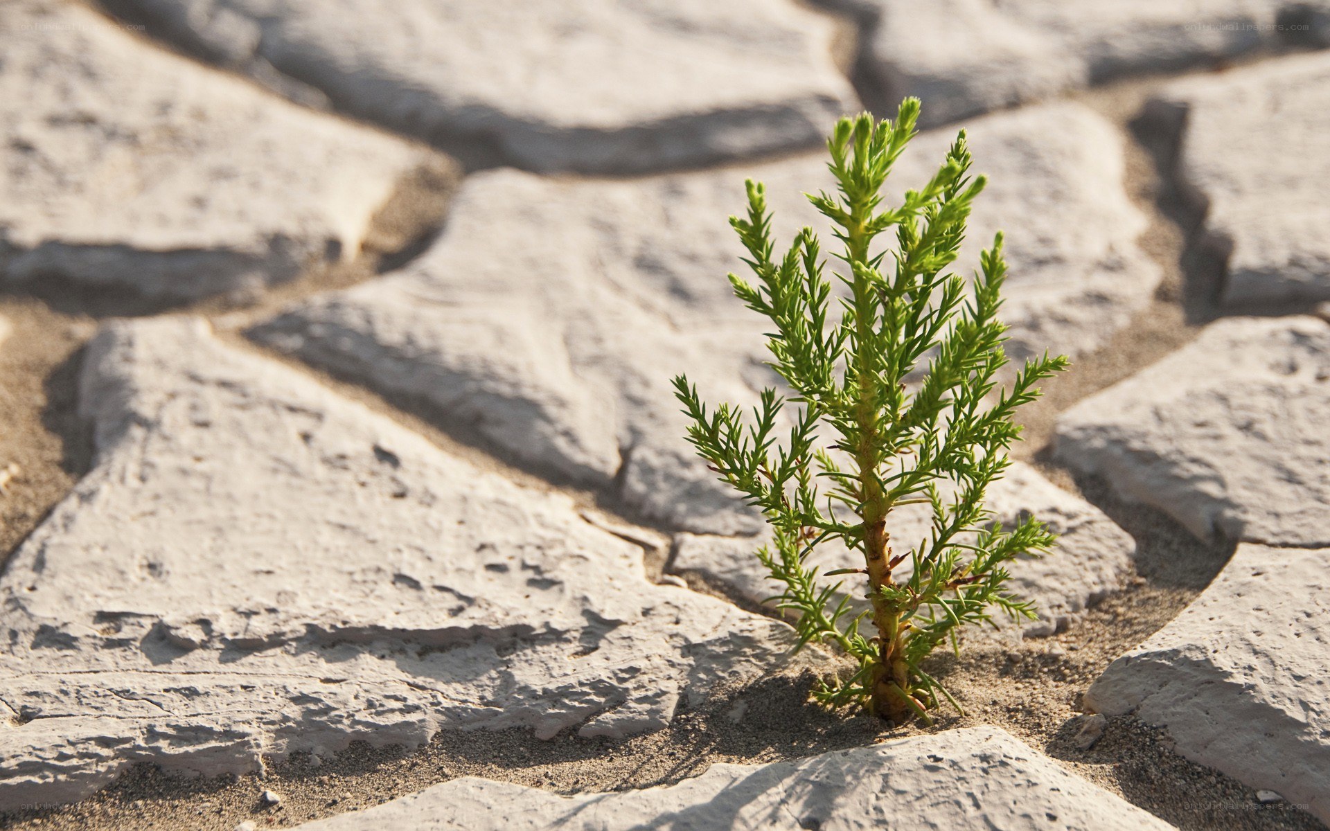 green plant growing in stone