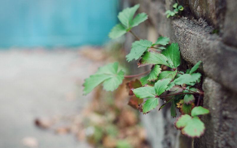 Green Plant Growing in Wall