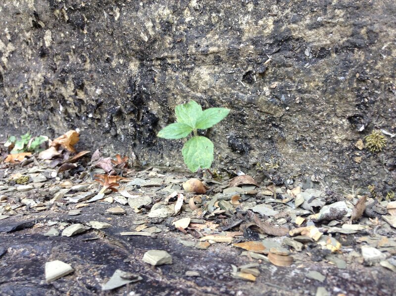 Green Plant Growing