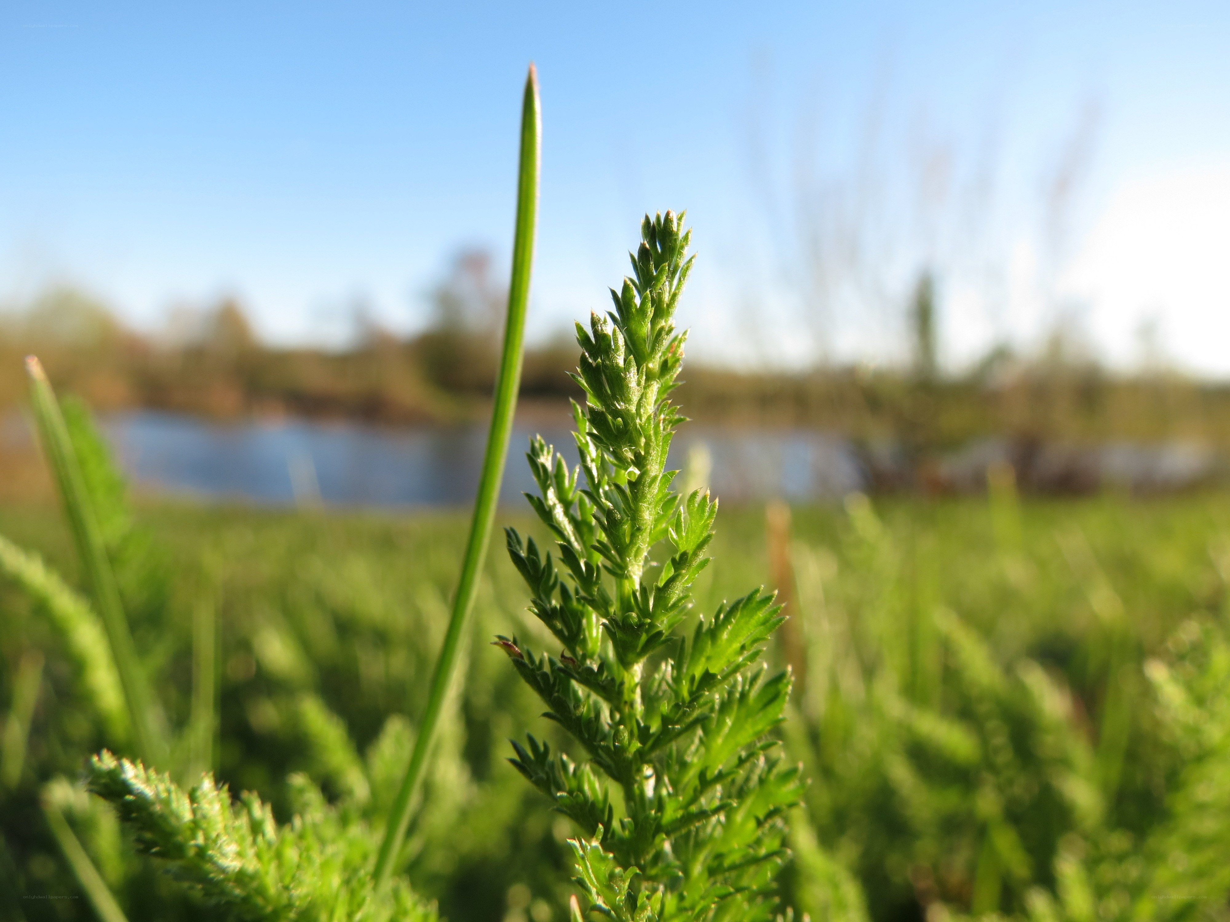 green plant in a field
