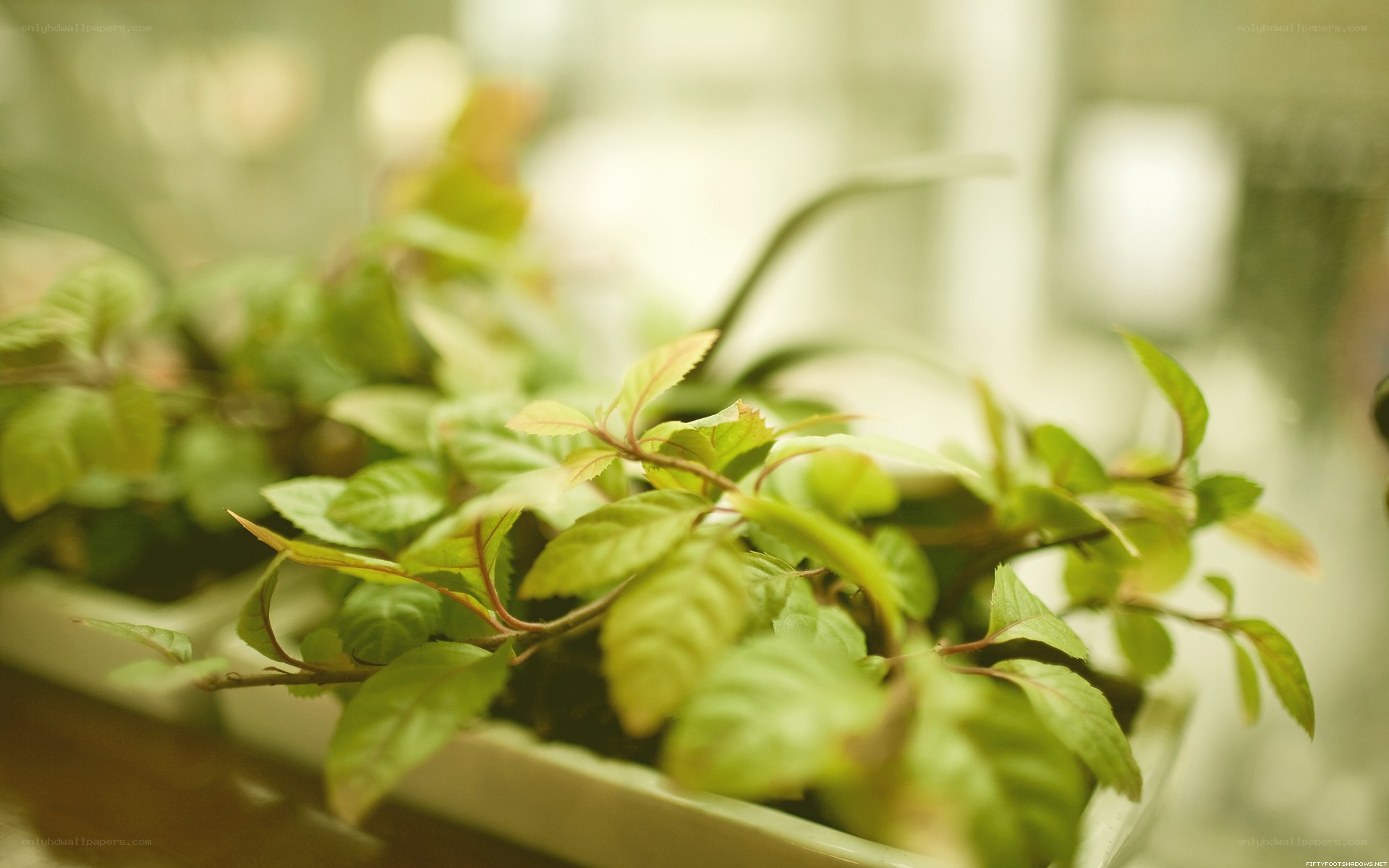 green plant in a pot