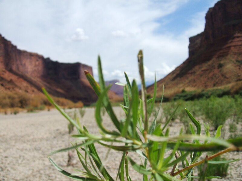Green plant in canyon landscape