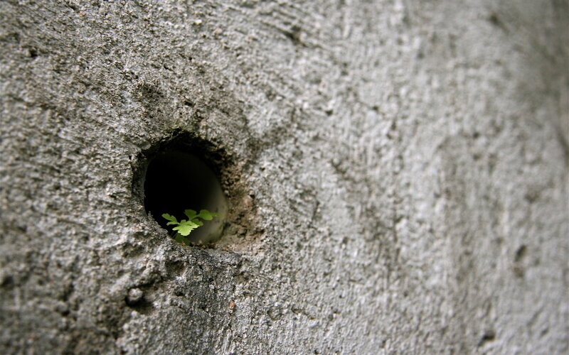 Green Plant in Concrete Hole