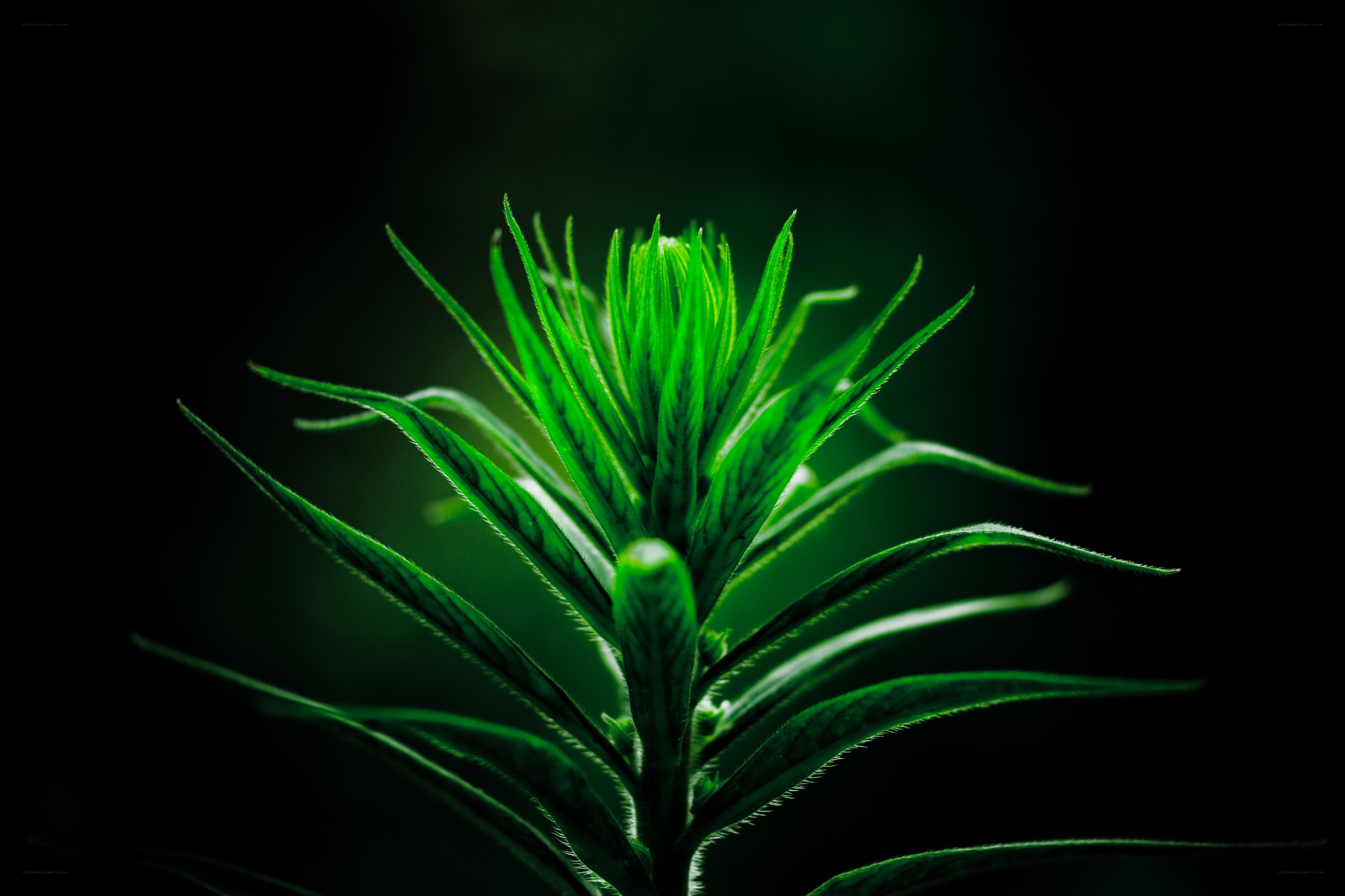 green plant in dark background