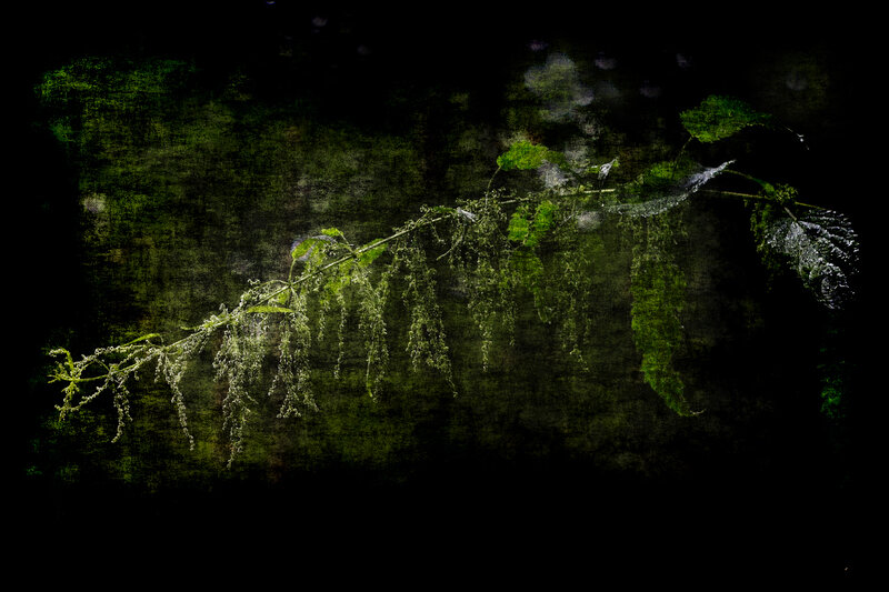 Green plant in dark forest