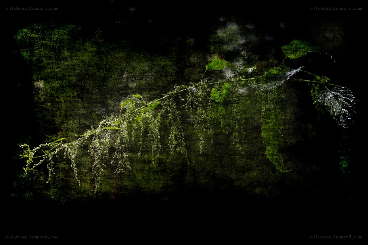 Green plant in dark forest