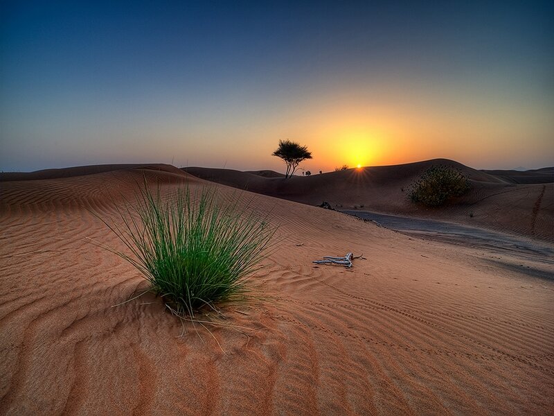 Green Plant in Desert