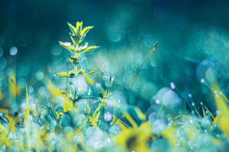 Green Plant in Dew