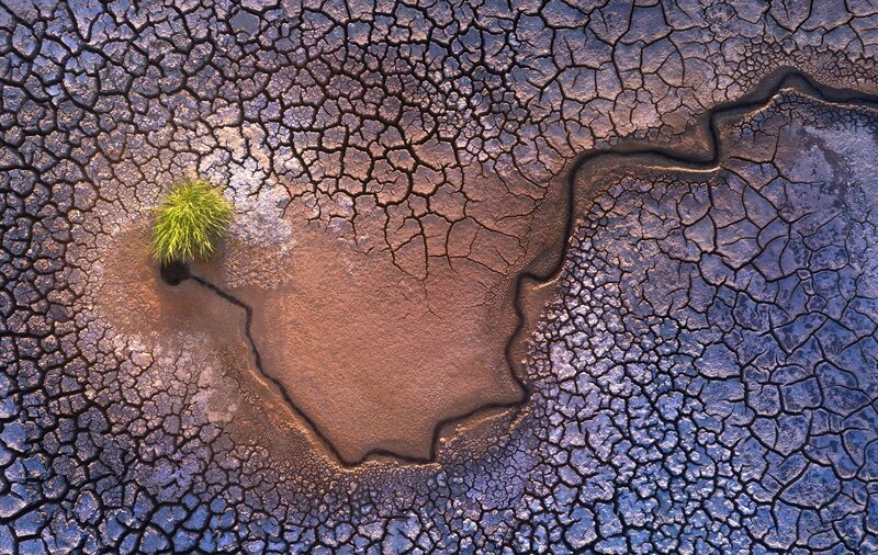 Green Plant in Dry Soil