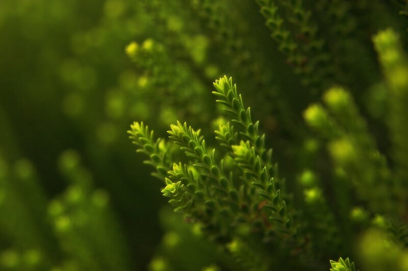 green plant in focus