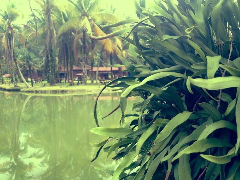 Green Plant in Foreground