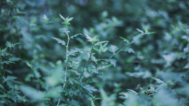 Green Plant in Forest — Serene