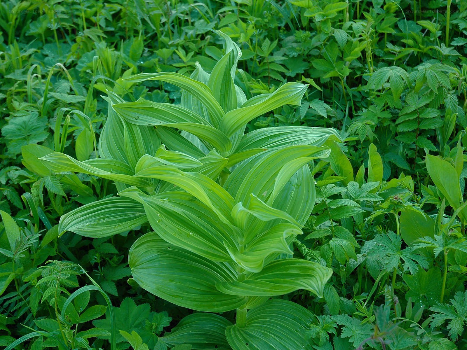 green plant in forest