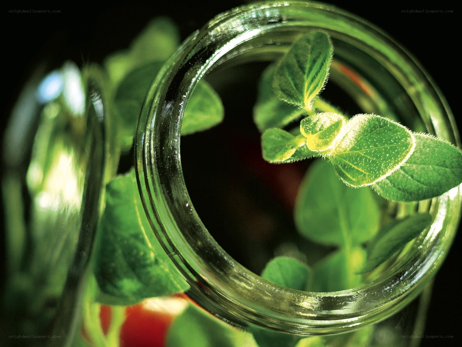 Green plant in glass jar