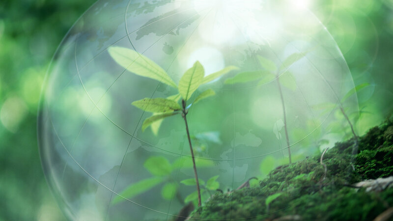 green plant in glass sphere