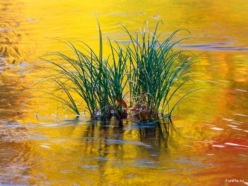Green plant in golden water