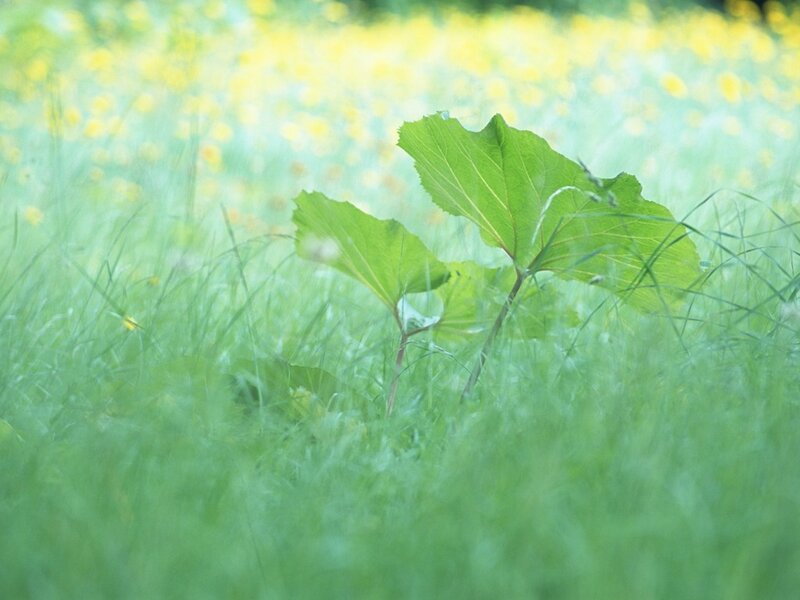 Green Plant in Grass — Serene