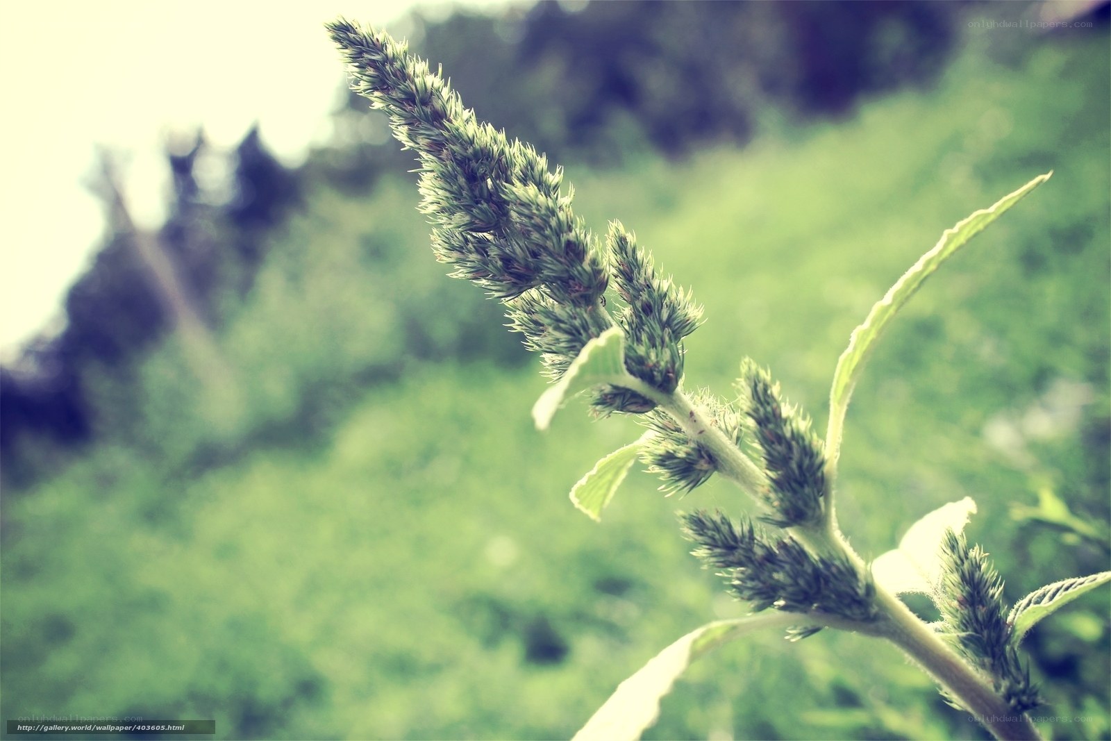 green plant in nature