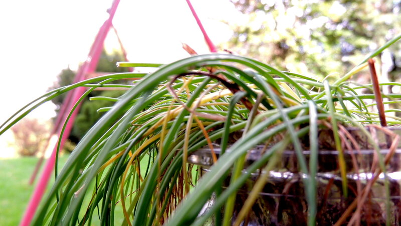 Green Plant in Pot