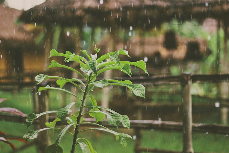 Green Plant in Rain — Calm