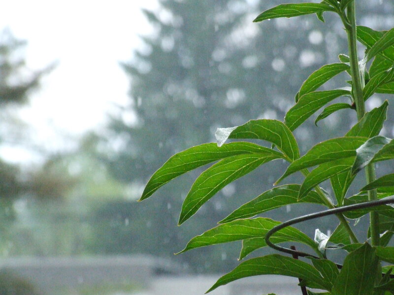 Green Plant in Rain