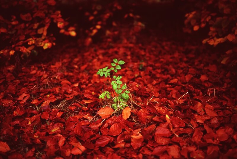 Green Plant in Red Leaves