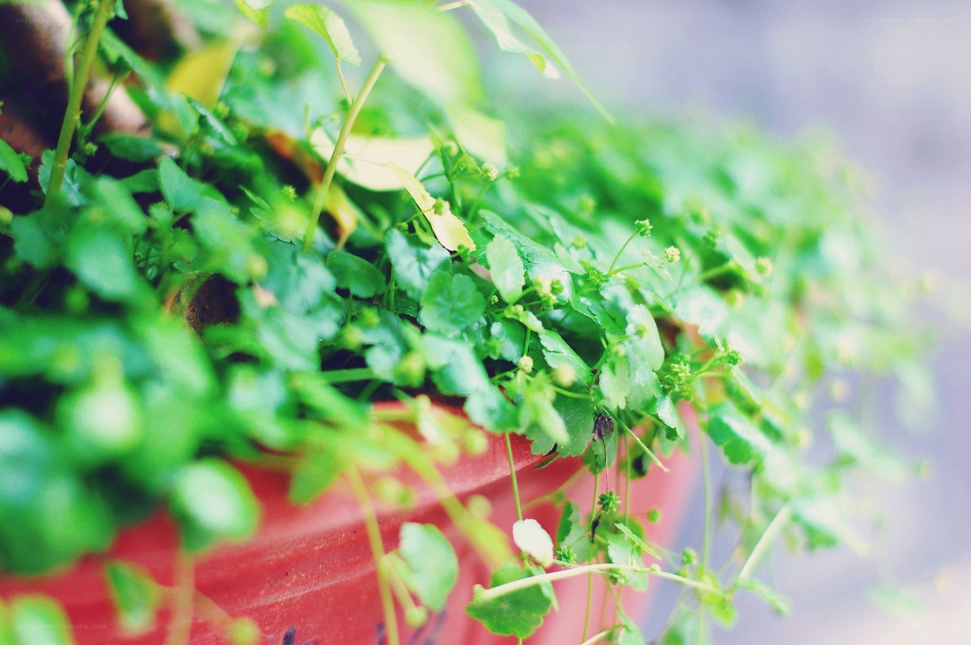 green plant in red pot
