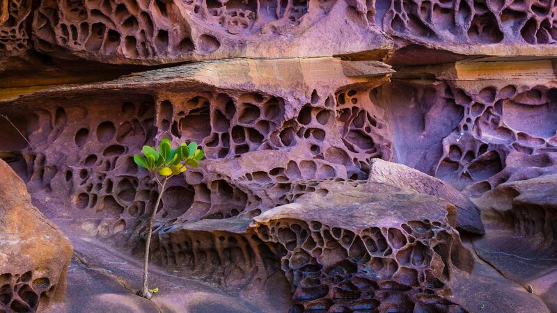 Green Plant in Rock