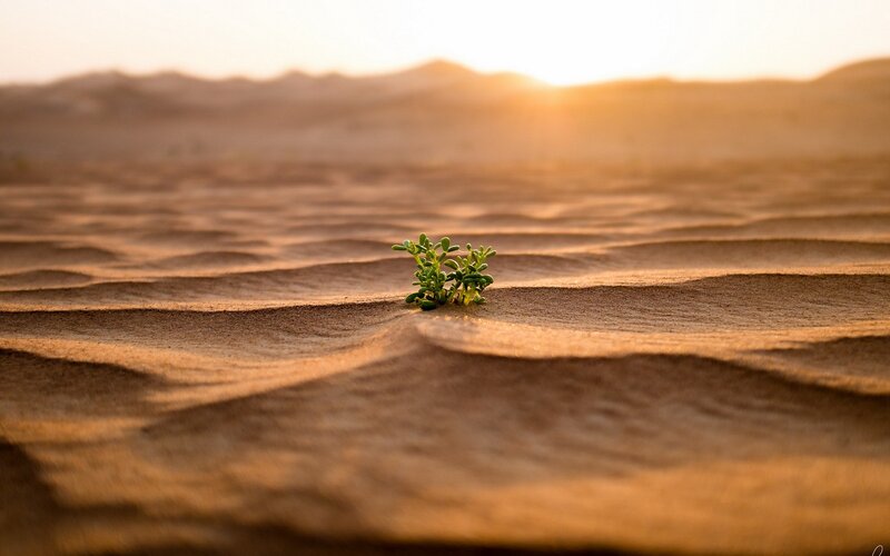 Green Plant in Sand — Brown