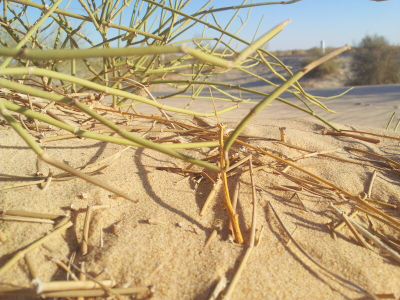 Green Plant in Sand
