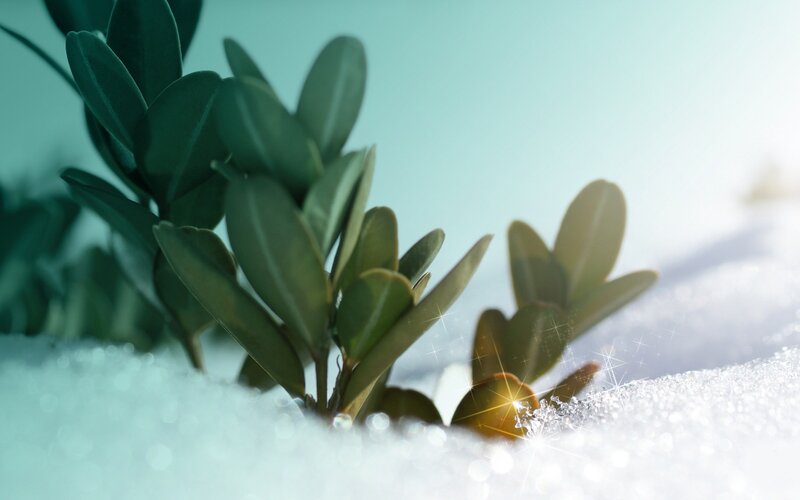 Green Plant in Snow — Serene