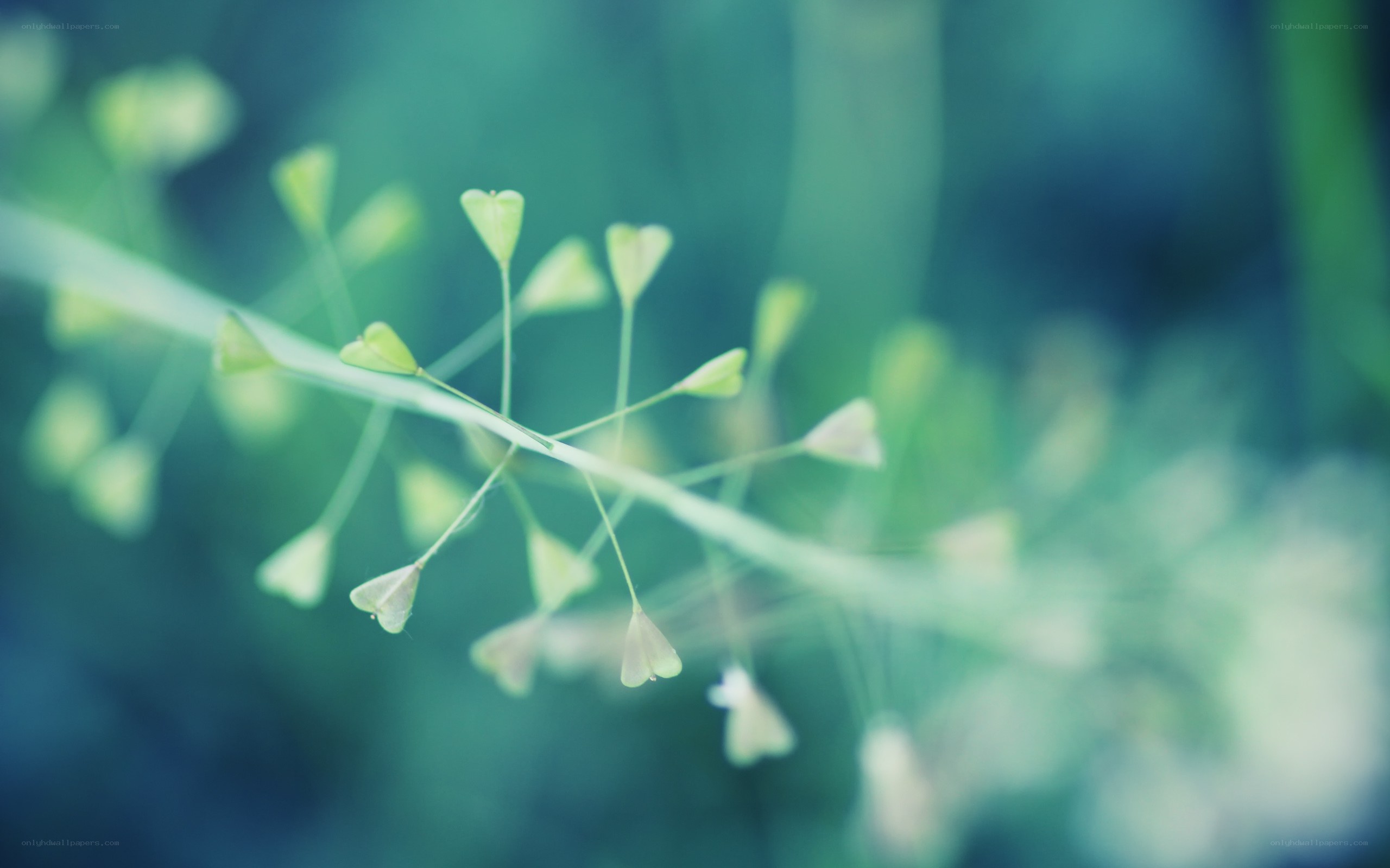 green plant in soft focus