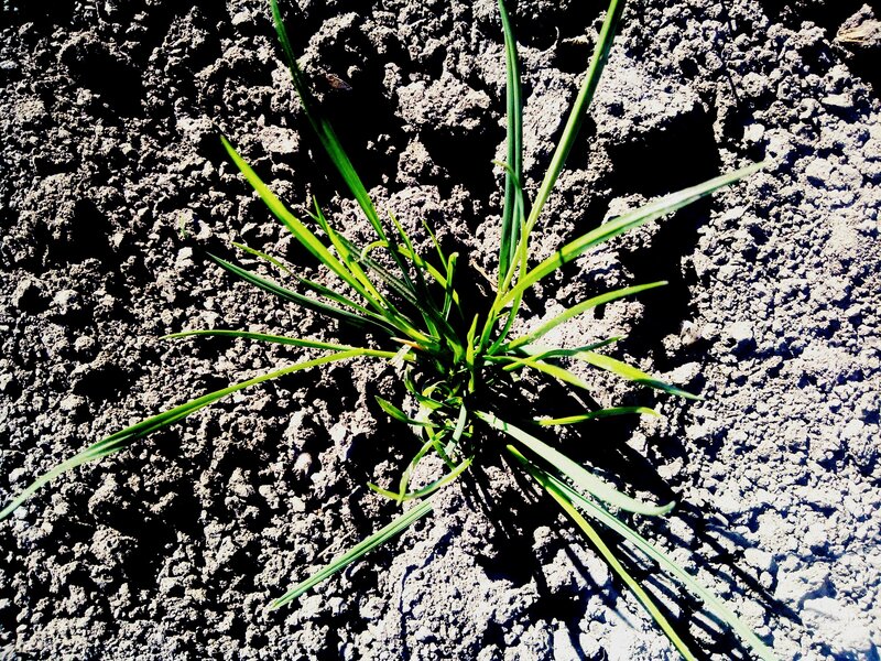 Green Plant in Soil